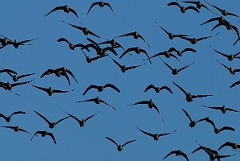 David Plant Photography - Wildlife Photographer - Pink-footed geese flying - G